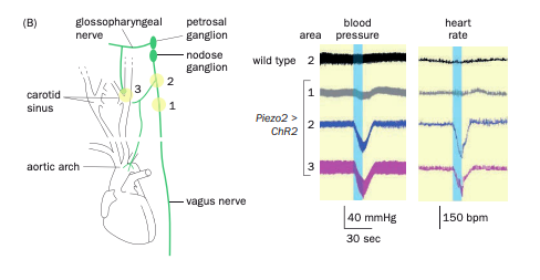 (B)
carotid
sinus
glossopharyngeal
nerve
aortic arch
2
1
petrosal
ganglion
nodose
ganglion
vagus nerve
area
wild type 2
Piezo2 >
ChR2
1
N
3
blood
pressure
40 mmHg
30 sec
heart
rate
150 bpm
150