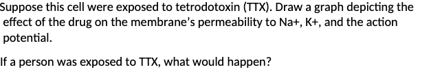 Suppose this cell were exposed to tetrodotoxin (TTX). Draw a graph depicting the
effect of the drug on the membrane's permeability to Na+, K+, and the action
potential.
If a person was exposed to TTX, what would happen?
