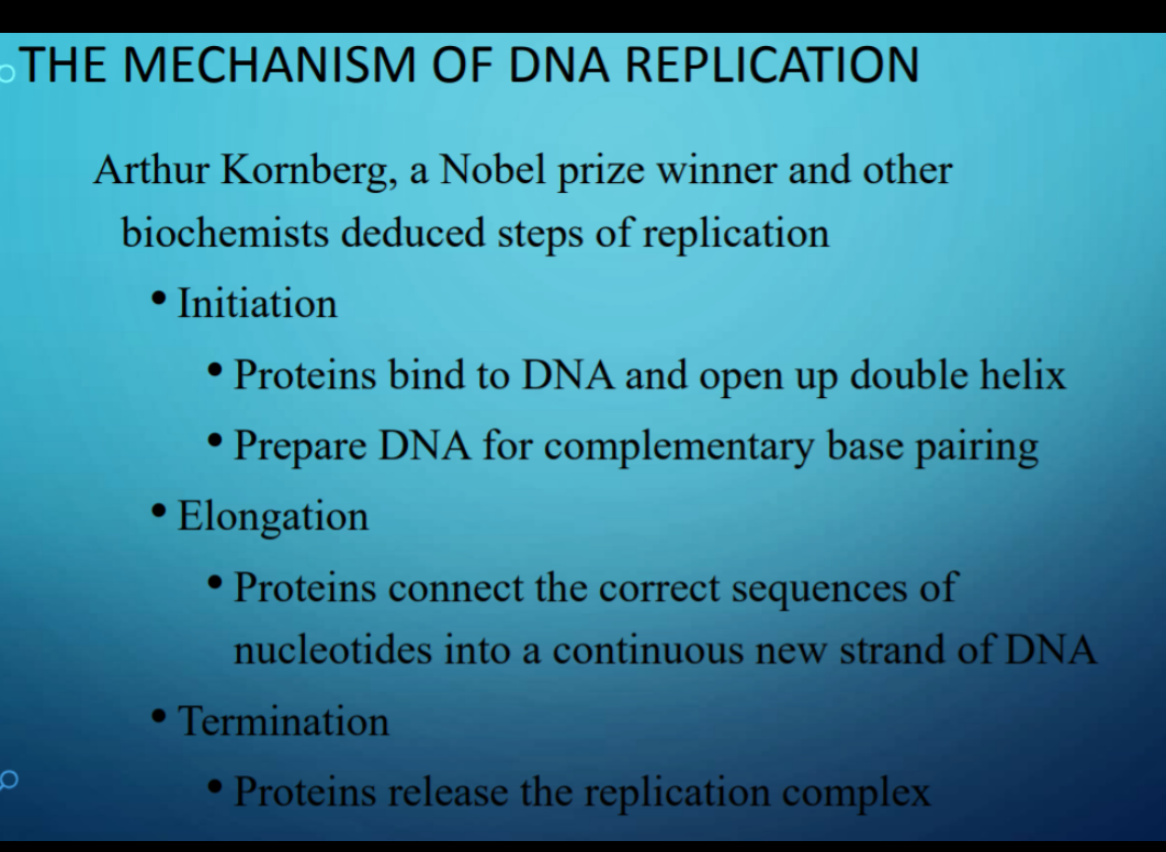 THE MECHANISM OF DNA REPLICATION
Arthur Kornberg, a Nobel prize winner and other
biochemists deduced steps of replication
• Initiation
• Proteins bind to DNA and open up double helix
• Prepare DNA for complementary base pairing
• Elongation
• Proteins connect the correct sequences of
nucleotides into a continuous new strand of DNA
Termination
• Proteins release the replication complex
