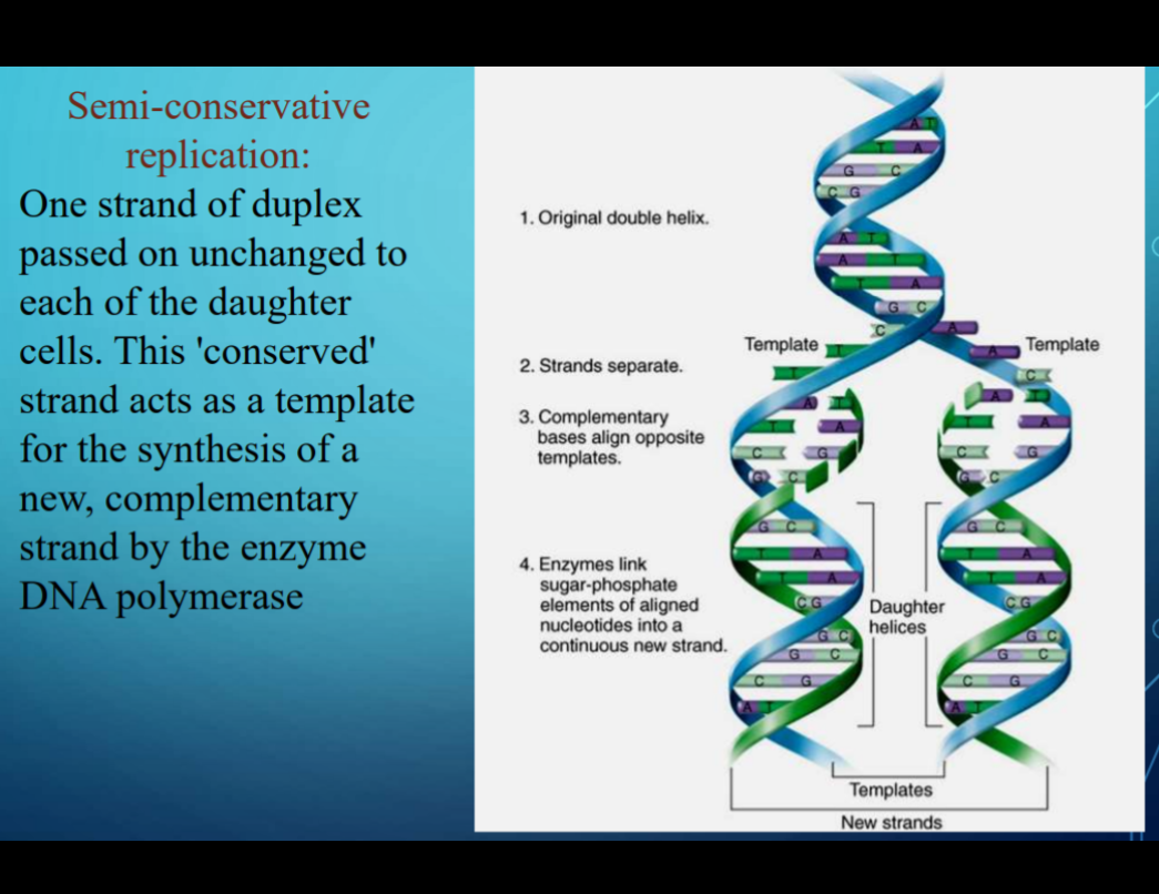 Semi-conservative
replication:
One strand of duplex
passed on unchanged to
each of the daughter
1. Original double helix.
cells. This 'conserved'
Template
Template
2. Strands separate.
C
strand acts as a template
for the synthesis of a
new, complementary
strand by the enzyme
DNA polymerase
3. Complementary
bases align opposite
templates.
4. Enzymes link
sugar-phosphate
elements of aligned
nucleotides into a
continuous new strand.
Daughter
helices
Templates
New strands

