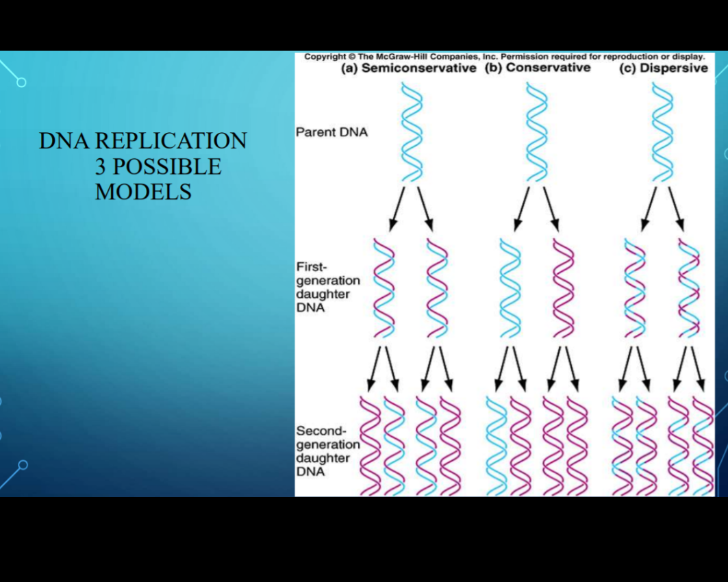 Copyright © The McGraw-Hill Companies, Inc. Permission required for reproduction or display.
(a) Semiconservative (b) Conservative
(c) Dispersive
Parent DNA
DNA REPLICATION
3 POSSIBLE
MODELS
First-
generation
daughter
DNA
AA AA AA
Second-
generation
daughter
DNA
