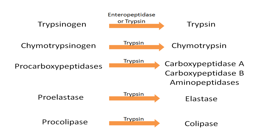 Enteropeptidase
Trypsinogen
or Trypsin
Trypsin
Trypsin
Chymotrypsinogen
Chymotrypsin
Trypsin
Carboxypeptidase A
Carboxypeptidase B
Aminopeptidases
Procarboxypeptidases
Trypsin
Proelastase
Elastase
Trypsin
Procolipase
Colipase
