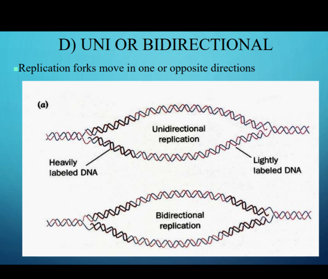 D) UNI OR BIDIRECTIONAL
Replication forks move in one or opposite directions
(a)
Unidirectional
replication
Heavily
labeled DNA
Lightly
labeled DNA
Bidirectional
replication
