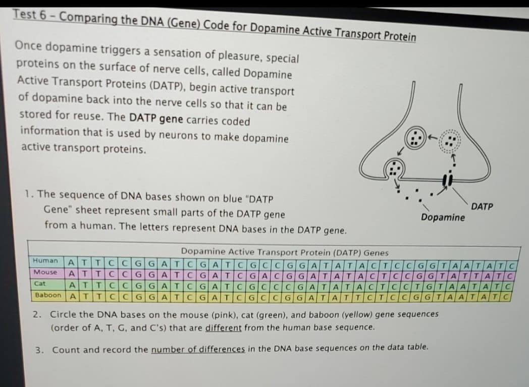 Test 6- Comparing the DNA (Gene) Code for Dopamine Active Transport Protein
Once dopamine triggers a sensation of pleasure, special
proteins on the surface of nerve cells, called Dopamine
Active Transport Proteins (DATP), begin active transport
of dopamine back into the nerve cells so that it can be
stored for reuse. The DATP gene carries coded
information that is used by neurons to make dopamine
active transport proteins.
1. The sequence of DNA bases shown on blue "DATP
Gene" sheet represent small parts of the DATP gene
DATP
Dopamine
from a human. The letters represent DNA bases in the DATP gene.
Dopamine Active Transport Protein (DATP) Genes
Human
TT
ATT CCGG ATCGAT CGAC GGATATA CTCCG|G|TATTA
AT
CGATCGCCGGATATACTCCGGTAATATC
Mouse
TC
Cat
AT
TCCGGATCGATCG CCCGATATACTCCTGTAATATC
Baboon
AT
TCCGGATCGATCGCCGGATATTCTC
GGTAATATC
2. Circle the DNA bases on the mouse (pink), cat (green), and baboon (yellow) gene sequences
(order of A, T, G, and C's) that are different from the human base sequence.
3. Count and record the number of differences in the DNA base sequences on the data table.
