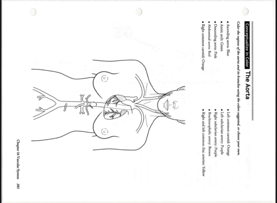 Conceptualize in Color The Aorta
Color the regions of the aorta and its branches susing the colors suggested, or choose your own.
• Ascending aorta: Blue
• Aortic arch: Green
• Descending aorta: Pink
• Abdominal aorta: Red
• Right common carotid: Orange
• Left common carotid: Orange
• Left subclavian artery: Purple
• Right subclavian artery: Purple
• Brachiocephalic artery: Brown
• Right and left common iliac arteries: Yellow
Chapter 16 Vascular System 203
