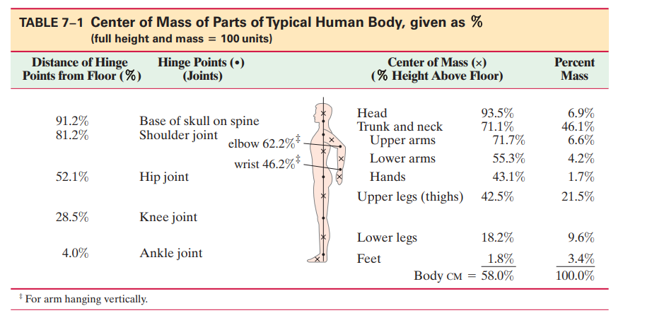 TABLE 7-1 Center of Mass of Parts of Typical Human Body, given as %
(full height and mass = 100 units)
Distance of Hinge
Points from Floor (%)
Hinge Points (•)
(Joints)
Center of Mass (x)
(% Height Above Floor)
Percent
Mass
91.2%
81.2%
Base of skull on spine
elbow 62.2%*
wrist 46.2%*
Head
Trunk and neck
93.5%
71.1%
71.7%
6.9%
46.1%
6.6%
Shoulder joint
Upper arms
Lower arms
55.3%
4.2%
52.1%
Hip joint
Hands
43.1%
1.7%
Upper legs (thighs) 42.5%
21.5%
28.5%
Knee joint
Lower legs
18.2%
9.6%
4.0%
Ankle joint
1.8%
3.4%
Feet
Body см 3D
58.0%
100.0%
* For arm hanging vertically.
