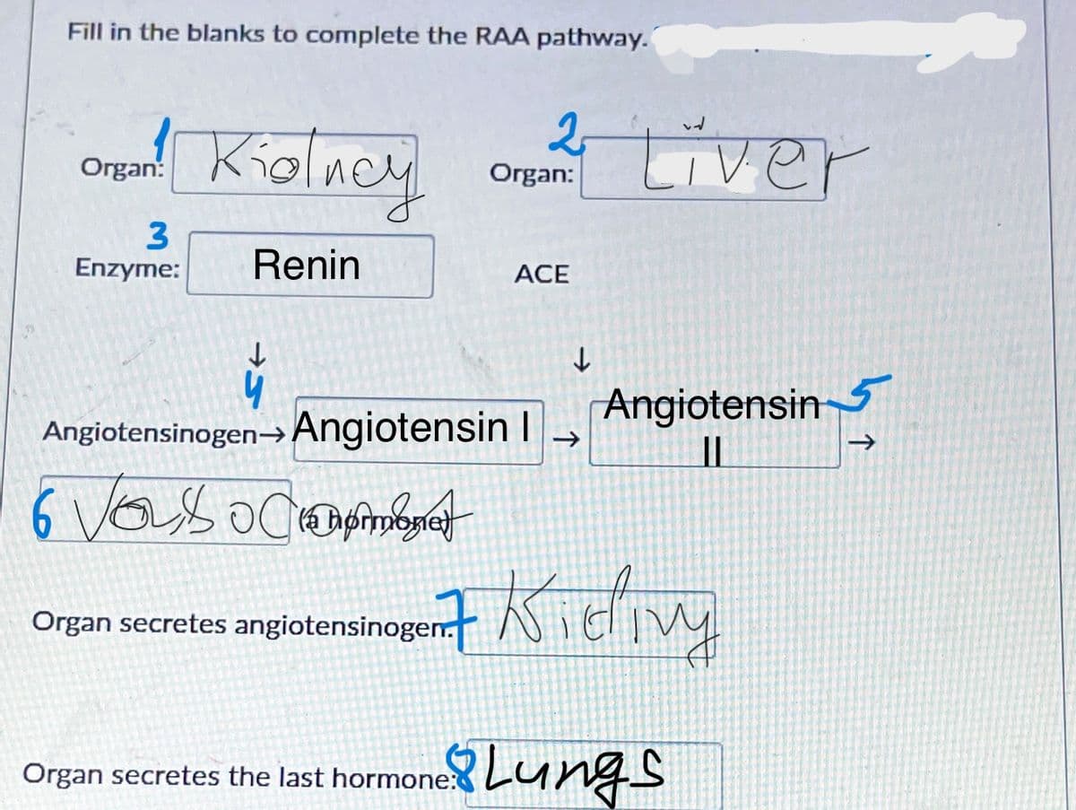 Fill in the blanks to complete the RAA pathway.
| Kolney
2 Liver
Organ:
Organ:
3
Enzyme:
Renin
ACE
Angiotensin
Angiotensinogen-→Angiotensin |
->
->
Onan secretes angjotemsinogernt Kiediy
Organ secretes angiotensinogem.
Lungs
Organ secretes the last hormone:
