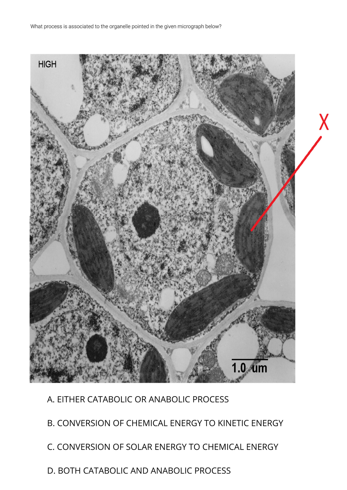 What process is associated to the organelle pointed in the given micrograph below?
HIGH
1.0 üm
A. EITHER CATABOLIC OR ANABOLIC PROCESS
B. CONVERSION OF CHEMICAL ENERGY TO KINETIC ENERGY
C. CONVERSION OF SOLAR ENERGY TO CHEMICAL ENERGY
D. BOTH CATABOLIC AND ANABOLIC PROCESS
