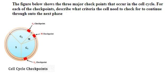 The figure below shows the three major check points that occur in the cell cycle. For
each of the checkpoints, describe what criteria the cell need to check for to continue
through onto the next phase
G, Checkpoint
M Checkpoint
G,
G, Checlepoint
Cell Cycle Checkpoints
