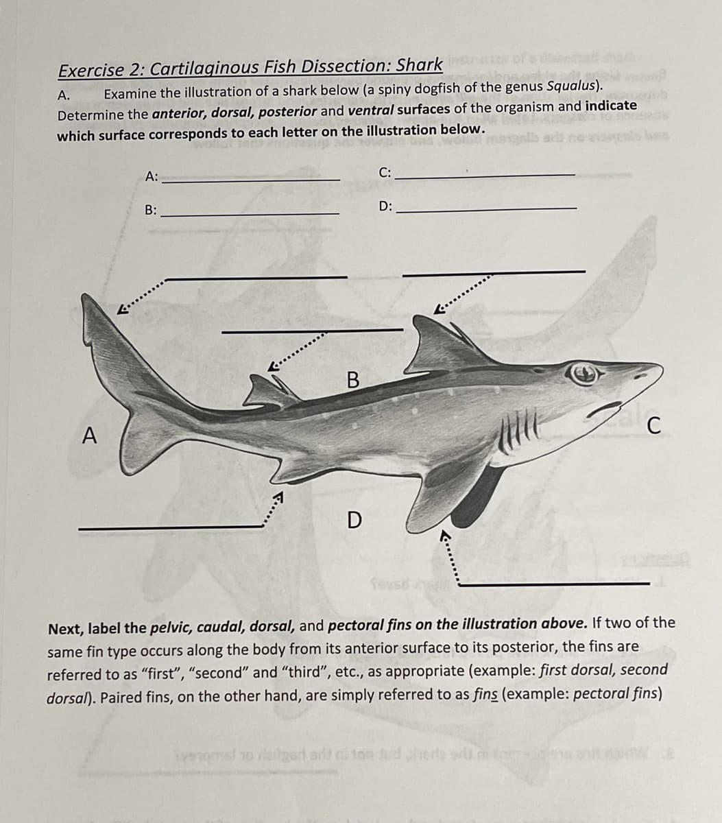 Exercise 2: Cartilaginous Fish Dissection: Shark
А.
Examine the illustration of a shark below (a spiny dogfish of the genus Squalus).
Determine the anterior, dorsal, posterior and ventral surfaces of the organism and indicate
which surface corresponds to each letter on the illustration below.
A:
C:
В:
D:
B.
C
A
D
Next, label the pelvic, caudal, dorsal, and pectoral fins on the illustration above. If two of the
same fin type occurs along the body from its anterior surface to its posterior, the fins are
referred to as "first", "second" and "third", etc., as appropriate (example: first dorsal, second
dorsal). Paired fins, on the other hand, are simply referred to as fins (example: pectoral fins)
Eyengmsl 1o itgard ors ni ton Jud pherla su.mt 16 anil
