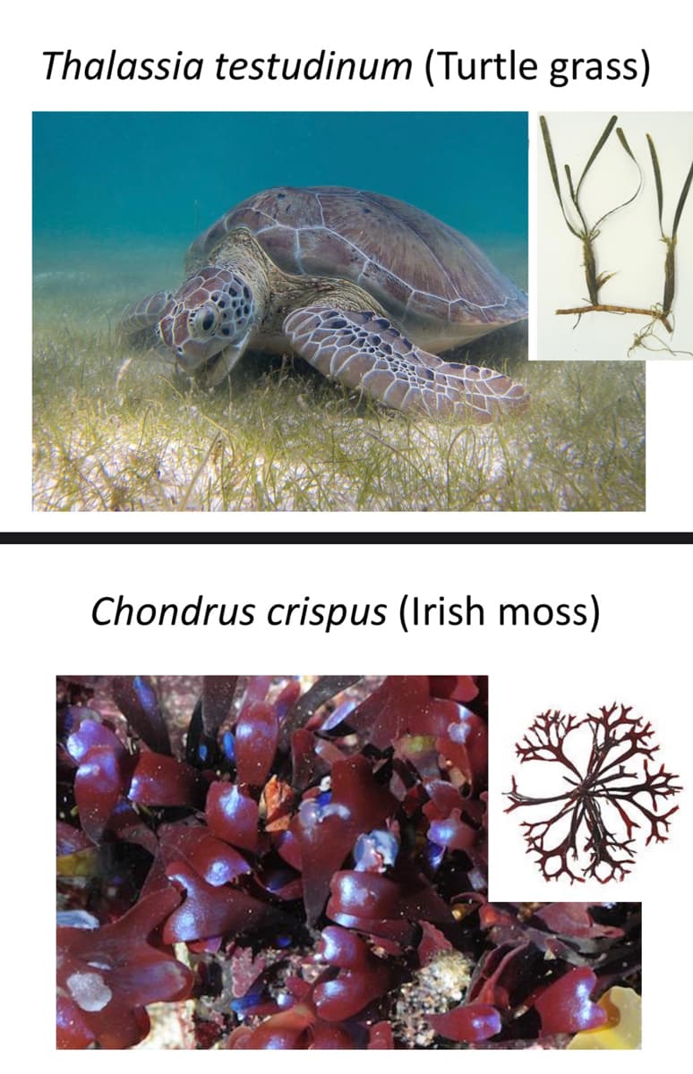 Thalassia testudinum (Turtle grass)
Chondrus crispus (Irish moss)
