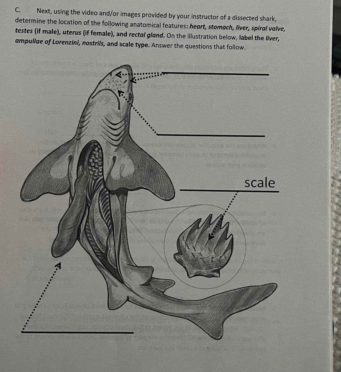 С.
Next, using the video and/or images provided by your instructor of a dissected shark,
determine the location of the following anatomical features: heart, stomach, liver, spiral valve,
testes (if male), uterus (if female), and rectal gland. On the illustration below, label the liver,
ampullae of Lorenzini, nostrils, and scale type. Answer the questions that follow.
lun
scale
