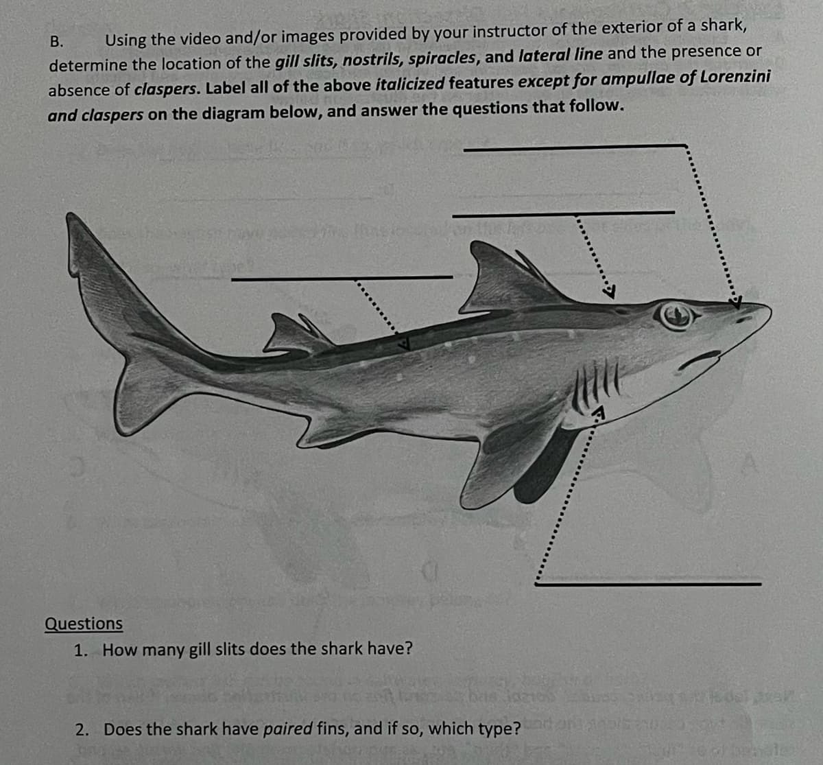 В.
Using the video and/or images provided by your instructor of the exterior of a shark,
determine the location of the gill slits, nostrils, spiracles, and lateral line and the presence or
absence of claspers. Label all of the above italicized features except for ampullae of Lorenzini
and claspers on the diagram below, and answer the questions that follow.
Questions
1. How many gill slits does the shark have?
2. Does the shark have paired fins, and if so, which type? on
