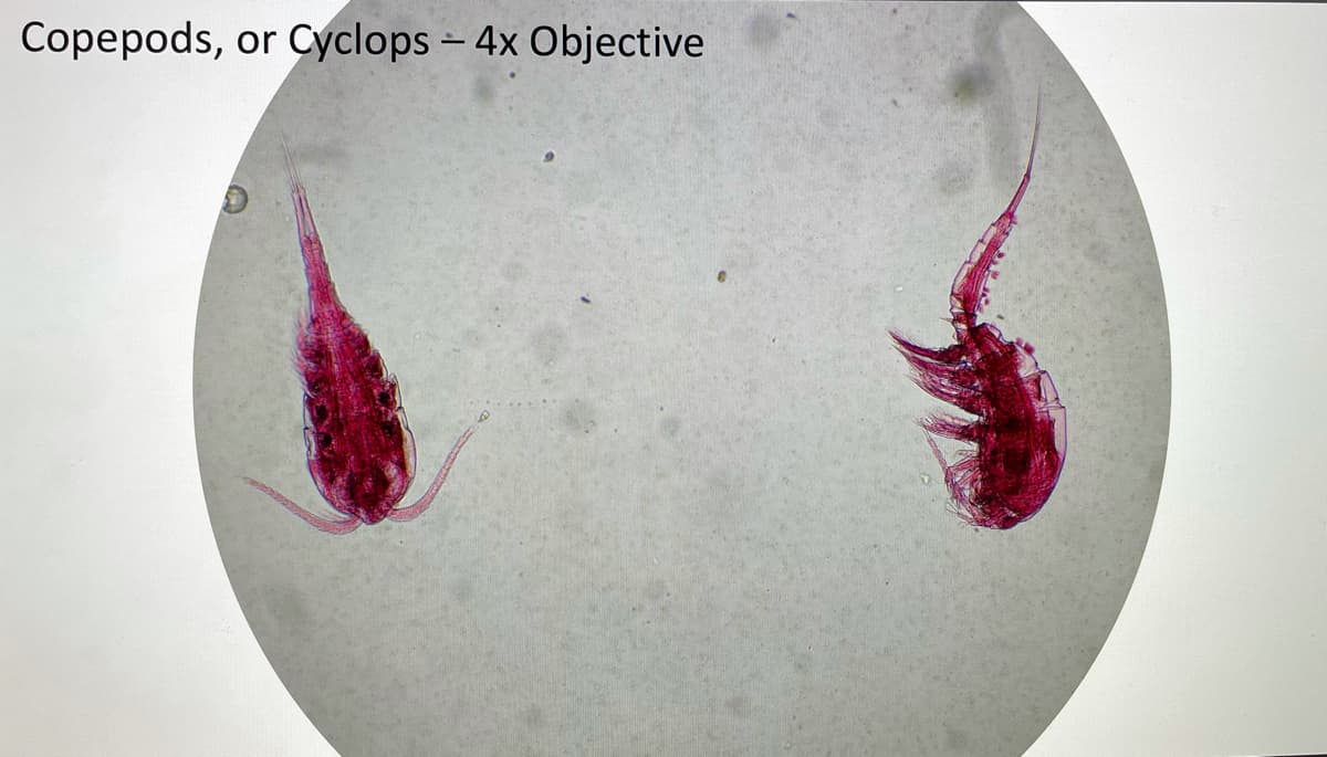 Copepods, or Cyclops – 4x Objective
