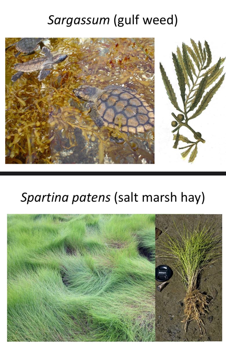 Sargassum (gulf weed)
Spartina patens (salt marsh hay)
