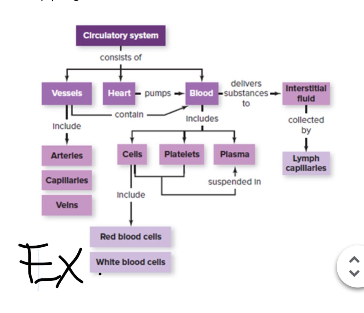 Clrculatory system
consists of
delivers
Interstitlal
Vessels
Heart - pumps
Blood -substances
fluld
to
contaln
Includes
collected
Include
by
Arterles
Cells
Platelets
Plasma
Lymph
caplllarles
Caplllarles
suspended In
Include
Velns
Red blood cells
EX
White blood cells
