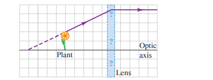 Optic
axis
Plant
Lens
