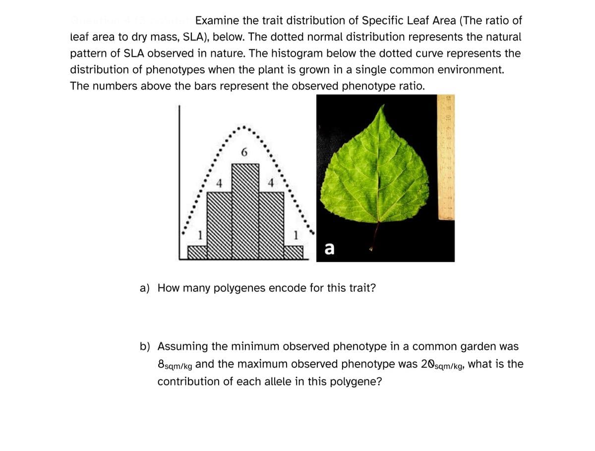 Examine the trait distribution of Specific Leaf Area (The ratio of
leaf area to dry mass, SLA), below. The dotted normal distribution represents the natural
pattern of SLA observed in nature. The histogram below the dotted curve represents the
distribution of phenotypes when the plant is grown in a single common environment.
The numbers above the bars represent the observed phenotype ratio.
a
a) How many polygenes encode for this trait?
b) Assuming the minimum observed phenotype in a common garden was
8sqm/kg and the maximum observed phenotype was 20 sqm/kg, what is the
contribution of each allele in this polygene?