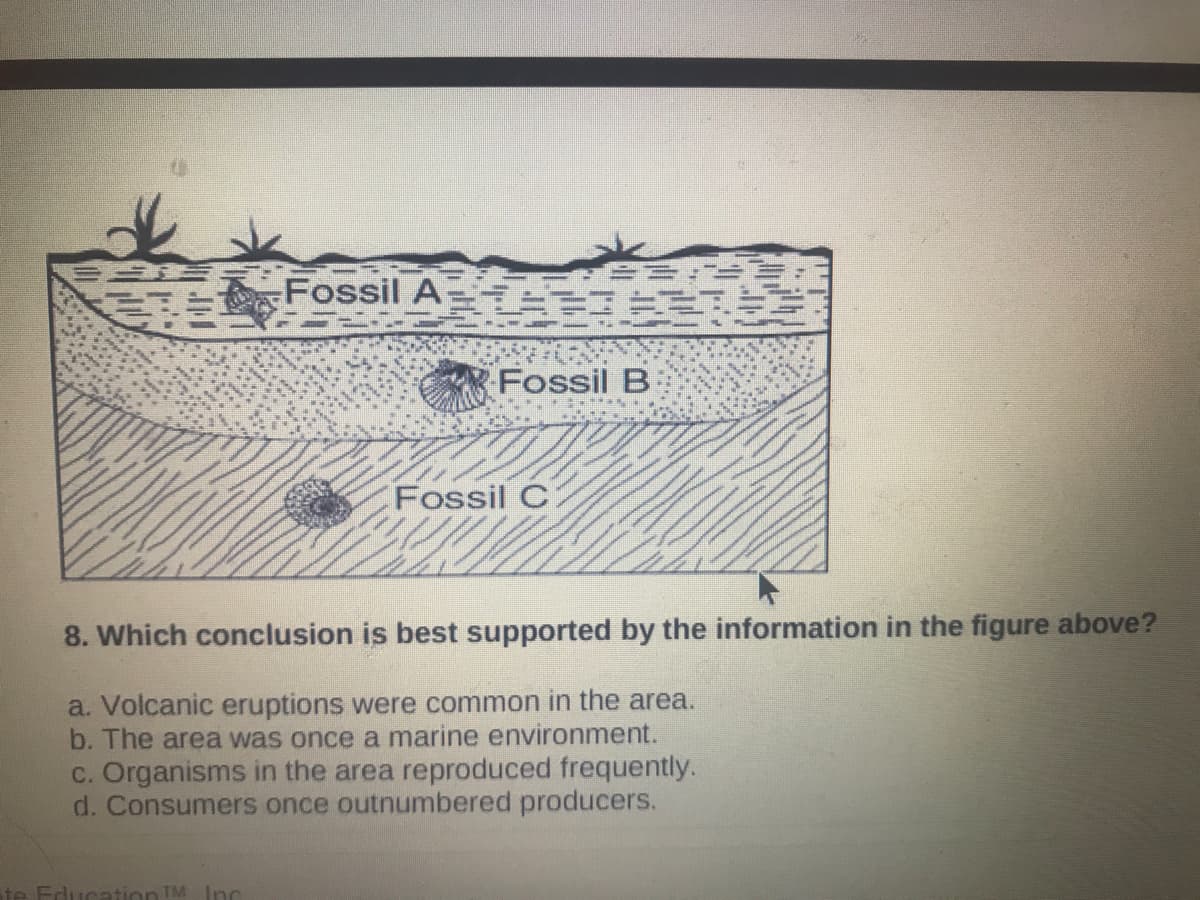 ..
T Fossil A=
三
Fossil B
Fossil C
8. Which conclusion is best supported by the information in the figure above?
a. Volcanic eruptions were common in the area.
b. The area was once a marine environment.
C. Organisms in the area reproduced frequently.
d. Consumers once outnumbered producers.
Education TM Inc.
