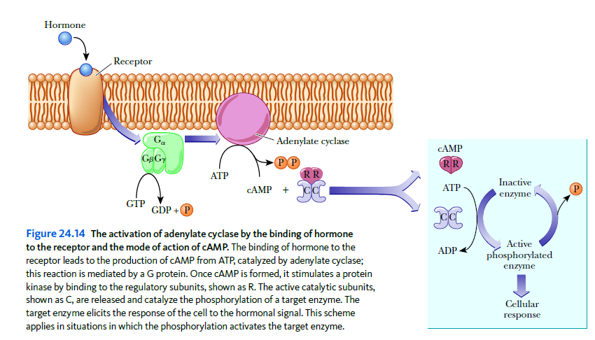 Hormone
Receptor
- Adenylate cyclase
CAMP
GBGY
PP
RR
RR
АТР
Inactive
CAMP +
АТР
enzyme
GTP
GDP + P
Figure 24.14 The activation of adenylate cyclase by the binding of hormone
to the receptor and the mode of action of CAMP. The binding of hormone to the
receptor leads to the production of CAMP from ATP, catalyzed by adenylate cyclase;
this reaction is mediated by a G protein. Once CAMP is formed, it stimulates a protein
kinase by binding to the regulatory subunits, shown as R. The active catalytic subunits,
shown as C, are released and catalyze the phosphorylation of a target enzyme. The
target enzyme elicits the response of the cell to the hormonal signal. This scheme
applies in situations in which the phosphorylation activates the target enzyme.
Active
ADP
phosphorylated
enzyme
Cellular
response
