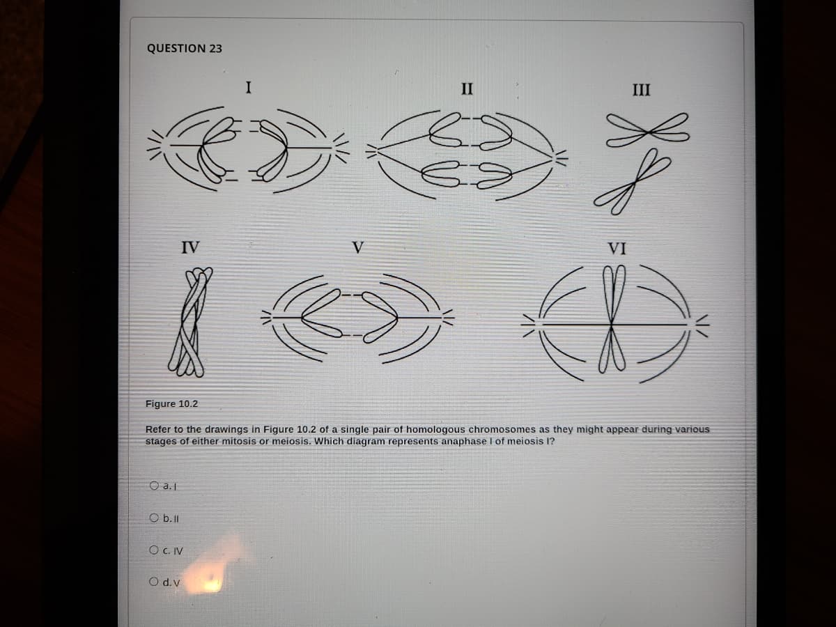 QUESTION 23
II
III
IV
V
VI
Figure 10.2
Refer to the drawings in Figure 10.2 of a single pair of homologous chromosomes as they might appear during various
stages of either mitosis or meiosis. Which diagram represents anaphase I of meiosis I?
O a.j
O b.II
O C. IV
O d.V
