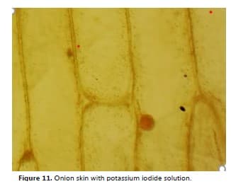 Figure 11. Onion skin with potassium iodide solution.
