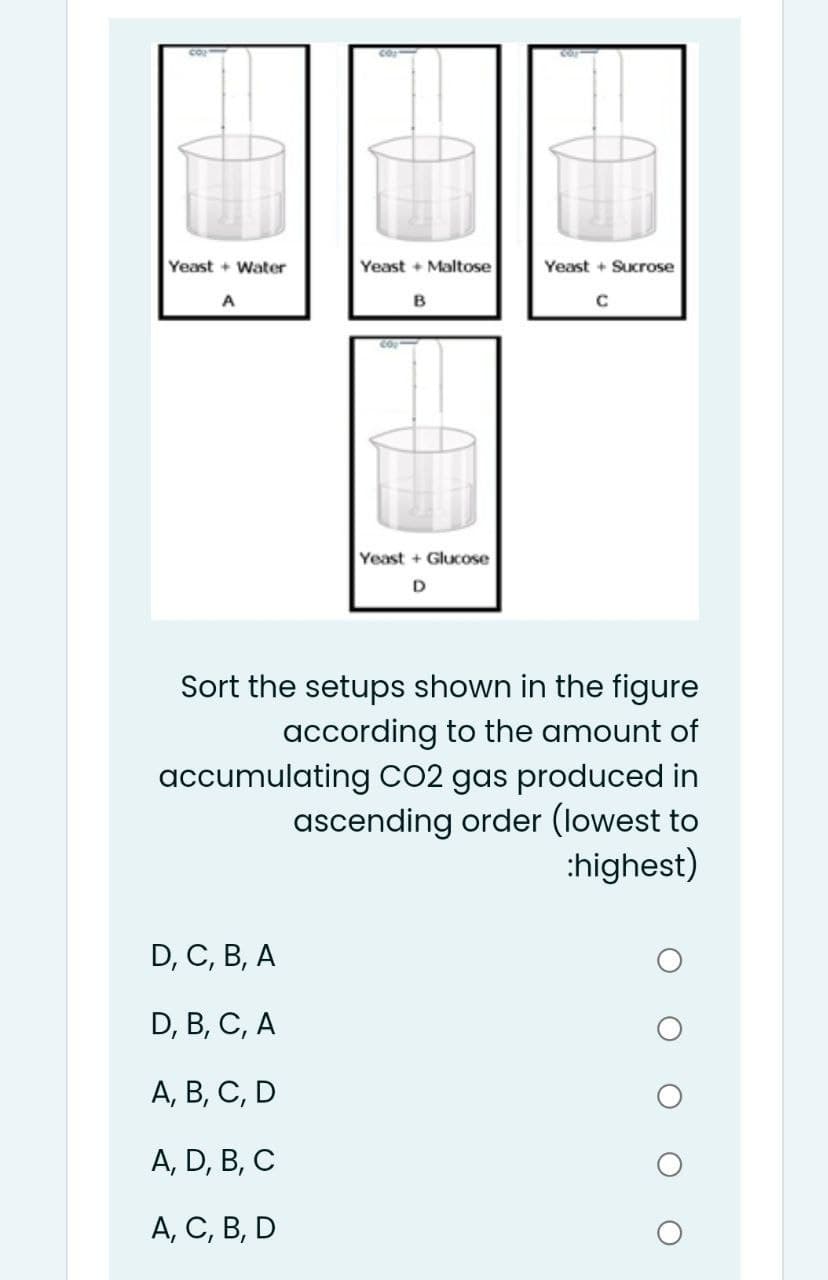 Yeast + Water
Yeast + Maltose
Yeast + Sucrose
A
B
C
Yeast + Glucose
Sort the setups shown in the figure
according to the amount of
accumulating CO2 gas produced in
ascending order (lowest to
:highest)
D, C, В, A
D, B, C, A
А, В, С, D
A, D, B, C
А, С, В, D
