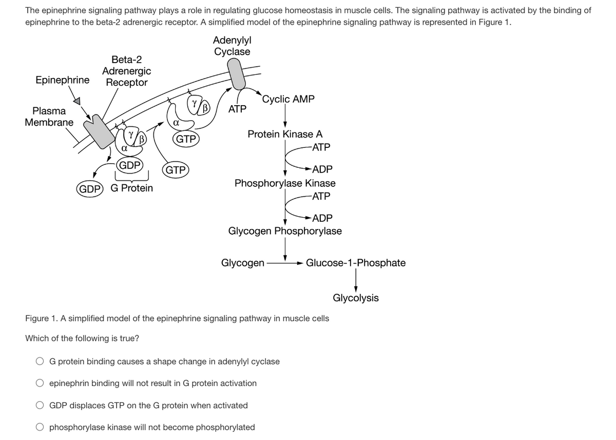 The epinephrine signaling pathway plays a role in regulating glucose homeostasis in muscle cells. The signaling pathway is activated by the binding of
epinephrine to the beta-2 adrenergic receptor. A simplified model of the epinephrine signaling pathway is represented in Figure 1.
Epinephrine
Plasma
Membrane
Beta-2
Adrenergic
Receptor
GTP
(GDP GTP
(GDP) G Protein
Adenylyl
Cyclase
ATP
Cyclic AMP
Protein Kinase A
-ATP
ADP
Phosphorylase Kinase
-ATP
ADP
Glycogen Phosphorylase
Glycogen
Glucose-1-Phosphate
Figure 1. A simplified model of the epinephrine signaling pathway in muscle cells
Which of the following is true?
G protein binding causes a shape change in adenylyl cyclase
epinephrin binding will not result in G protein activation
GDP displaces GTP on the G protein when activated
O phosphorylase kinase will not become phosphorylated
Glycolysis