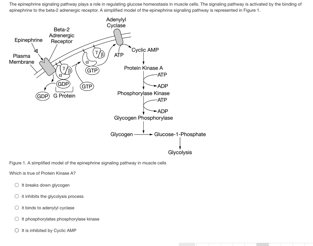 The epinephrine signaling pathway plays a role in regulating glucose homeostasis in muscle cells. The signaling pathway is activated by the binding of
epinephrine to the beta-2 adrenergic receptor. A simplified model of the epinephrine signaling pathway is represented in Figure 1.
Epinephrine
Plasma
Membrane
Beta-2
Adrenergic
Receptor
(GDP
(GDP G Protein
GTP
GTP
Adenylyl
Cyclase
O It breaks down glycogen
O it inhibits the glycolysis process
it binds to adenylyl cyclase
It phosphorylates phosphorylase kinase
It is inhibited by Cyclic AMP
ATP
Cyclic AMP
Protein Kinase A
-ATP
ADP
Phosphorylase Kinase
-ATP
ADP
Glycogen Phosphorylase
Glycogen
Glucose-1-Phosphate
Figure 1. A simplified model of the epinephrine signaling pathway in muscle cells
Which is true of Protein Kinase A?
Glycolysis