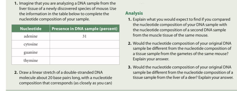 1. Imagine that you are analyzing a DNA sample from the
liver tissue of a newly discovered species of mouse. Use
the information in the table below to complete the
nucleotide composition of your sample.
Analysis
1. Explain what you would expect to find if you compared
the nucleotide composition of your DNA sample with
the nucleotide composition of a second DNA sample
from the muscle tissue of the same mouse.
Nucleotide
Presence in DNA sample (percent)
adenine
31
2. Would the nucleotide composition of your original DNA
sample be different from the nucleotide composition of
a tissue sample from the gametes of the same mouse?
Explain your answer.
cytosine
guanine
thymine
3. Would the nucleotide composition of your original DNA
sample be different from the nucleotide composition of a
tissue sample from the liver of a deer? Explain your answer.
2. Draw a linear stretch of a double-stranded DNA
molecule about 20 base pairs long, with a nucleotide
composition that corresponds (as closely as you can)
