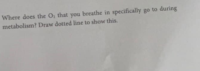 Where does the O2 that you breathe in specifically go to during
metabolism? Draw dotted line to show this.
