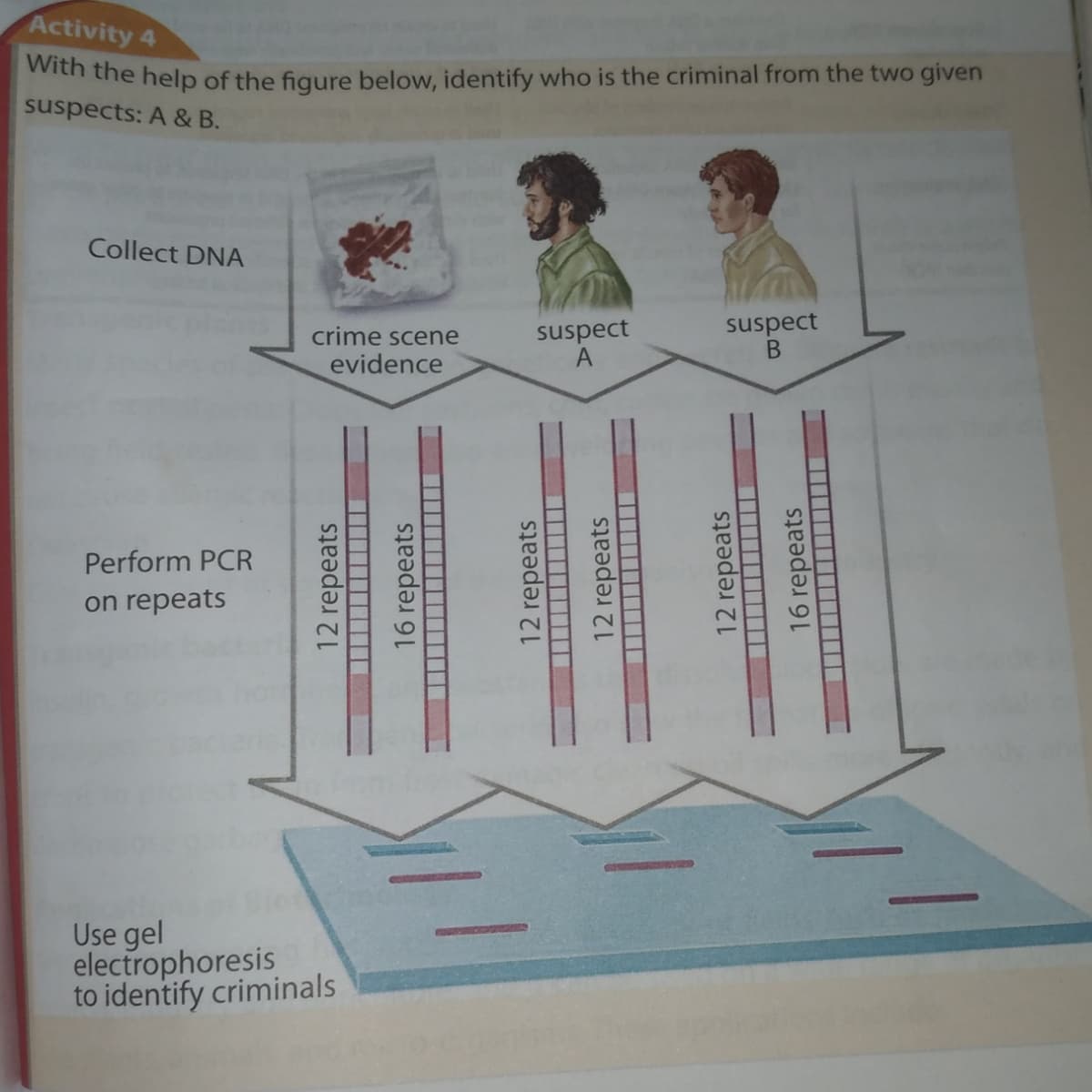 Activity 4
en the help of the figure below, identify who is the criminal from the two given
suspects: A & B.
Collect DNA
suspect
suspect
A
crime scene
evidence
Perform PCR
on repeats
Use gel
electrophoresis
to identify criminals
12 repeats
16 repeats
12 repeats
12 repeats
12 repeats
16 repeats
