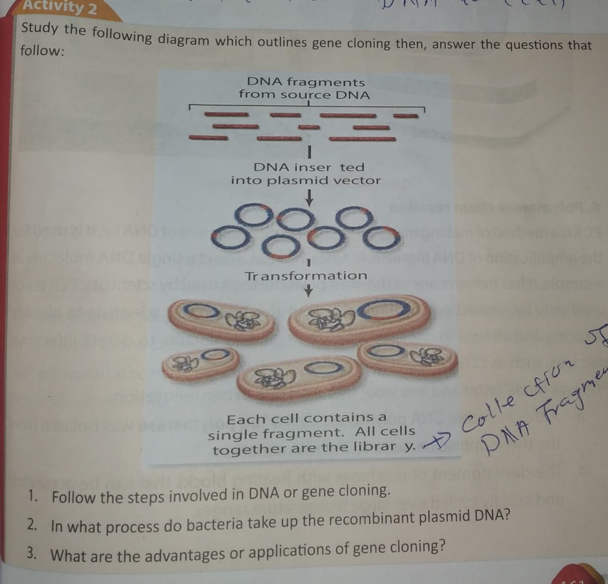 Activity 2
Stady the following diagram which outlines gene cloning then, answer the questions that
follow:
DNA fragments
from so urce DNA
DNA inser ted
into plasmid vector
Transformation
D Colle cfror
DMA Fragmen
Each cell contains a
single fragment. All cells
together are the librar y.
sbold
1. Follow the steps involved in DNA or gene cloning.
2. In what process do bacteria take up the recombinant plasmid DNA?
3. What are the advantages or applications of gene cloning?
