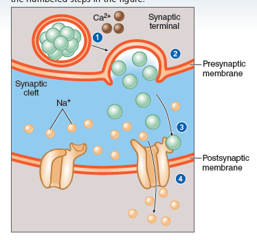 Ca2+
Synaptic
terminal
-Presynaptic
membrane
Synaptic
cleft
Na*
3
-Postsynaptic
membrane
4
