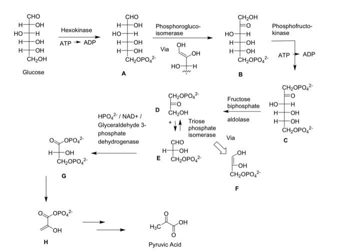 CHO
CHO
CH,OH
HO-
H
Phosphorogluco-
isomerase
Phosphofructo-
kinase
Hexokinase
но
H.
но
-H-
но
H-
HO-
АТР
ADP
H-
HO-
-HO-
OH
H-
OH
H-
OH
Via
H-
-HO-
ATP
ADP
CH2OH
CH,OPO,2
ČH,OPO,2
Но
nin
Glucose
A
B
CH,OPO,2-
CH2OPO,
Fructose
Fo
D
CH2OH
Но
H-
biphosphate
H-
HO.
HPO,2 / NAD+ /
Triose
aldolase
OH
Glyceraldehyde 3-
phosphate
dehydrogenase
phosphate
isomerase
CH,OPO,2
Via
OPO,2
сно
HOH
E CH,OPO,
H-
OH
LOH
CH,OPO,
For
CH,OPO,2
G
COPO,2
он
H3C
HO.
Pyruvic Acid
