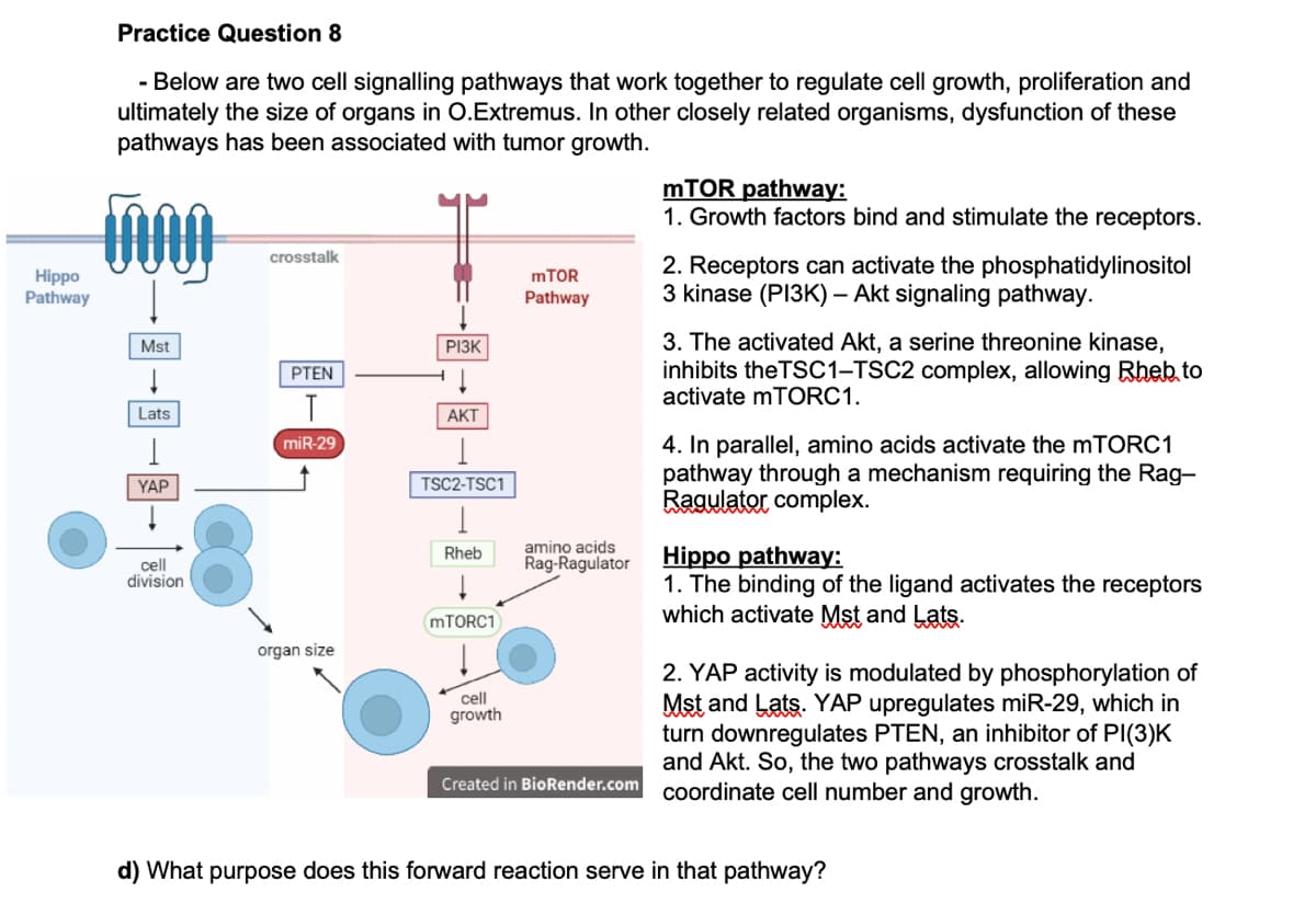 Practice Question 8
- Below are two cell signalling pathways that work together to regulate cell growth, proliferation and
ultimately the size of organs in O.Extremus. In other closely related organisms, dysfunction of these
pathways has been associated with tumor growth.
mTOR pathway:
1. Growth factors bind and stimulate the receptors.
crosstalk
Hippo
Pathway
2. Receptors can activate the phosphatidylinositol
3 kinase (PI3K) – Akt signaling pathway.
MTOR
Pathway
3. The activated Akt, a serine threonine kinase,
inhibits theTSC1-TSC2 complex, allowing Rheb to
activate mTORC1.
Mst
РІЗК
PTEN
T
Lats
АКТ
4. In parallel, amino acids activate the mTORC1
pathway through a mechanism requiring the Rag-
Ragulator complex.
miR-29
YAP
TSC2-TSC1
amino acids
Rag-Ragulator
Hippo pathway:
1. The binding of the ligand activates the receptors
which activate Mst and Lats.
Rheb
cell
division
MTORC1
organ size
2. YAP activity is modulated by phosphorylation of
Mst and Lats. YAP upregulates miR-29, which in
turn downregulates PTEN, an inhibitor of PI(3)K
and Akt. So, the two pathways crosstalk and
cell
growth
Created in BioRender.com coordinate cell number and growth.
d) What purpose does this forward reaction serve in that pathway?
