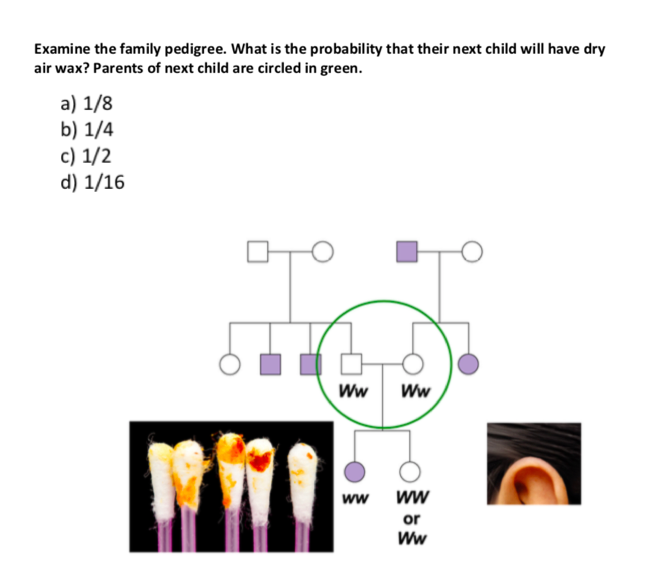Examine the family pedigree. What is the probability that their next child will have dry
air wax? Parents of next child are circled in green.
a) 1/8
b) 1/4
c) 1/2
d) 1/16
Ww
Ww
ww
ww
or
Ww
