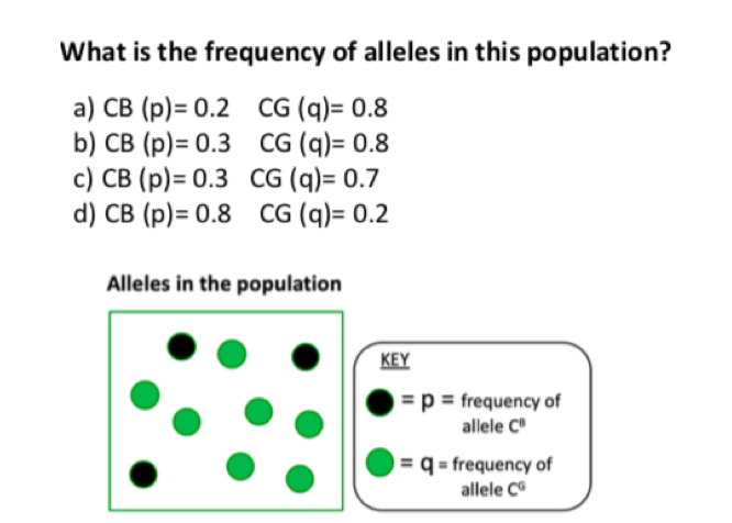 What is the frequency of alleles in this population?
a) CB (p)= 0.2 CG (q)= 0.8
b) CB (p)= 0.3 CG (q)= 0.8
c) CB (p)= 0.3 CG (q)= 0.7
d) CB (p)= 0.8 CG (q)= 0.2
Alleles in the population
ΚΕY
= p = frequency of
allele C
= q = frequency of
allele C
