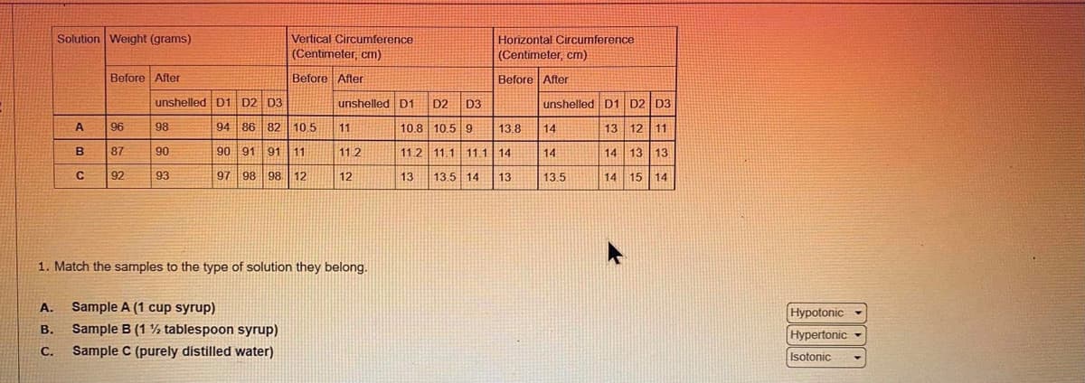 Solution Weight (grams)
Vertical Circumference
(Centimeter, cm)
Horizontal Circumference
(Centimeter, cm)
Before After
Before After
Before After
unshelled D1 D2 D3
unshelled D1
D2
D3
unshelled D1 D2 D3
A
96
98
94 86 82 10.5
11
10.8 10.5 9
13.8
14
13 12 11
87
90
90 91
91 11
11.2
11.2 11.1 11.1 14
14
13 13
92
93
97 98 98. 12
12
13
13.5 14
13
13.5
14 15 14
1. Match the samples to the type of solution they belong.
A.
Sample A (1 cup syrup)
Hypotonic
В.
Sample B (1 % tablespoon syrup)
Hypertonic -
C.
Sample C (purely distilled water)
Isotonic
