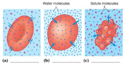 Water molecules
00
(a)
(b)
(c)
Solute molecules