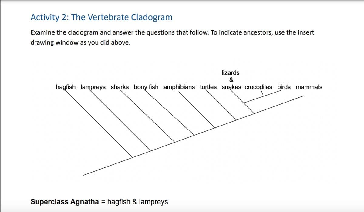 Activity 2: The Vertebrate Cladogram
Examine the cladogram and answer the questions that follow. To indicate ancestors, use the insert
drawing window as you did above.
lizards
&
hagfish lampreys sharks bony fish amphibians turtles snạkes crocodiles birds mammals
Superclass Agnatha = hagfish & lampreys

