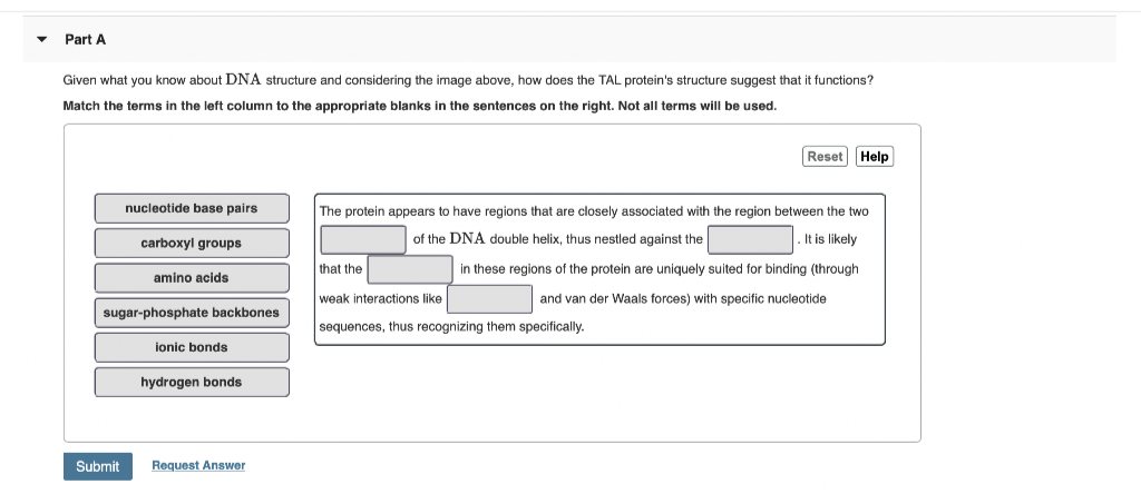 Part A
Given what you know about DNA structure and considering the image above, how does the TAL protein's structure suggest that it functions?
Match the terms in the left column to the appropriate blanks in the sentences on the right. Not all terms will be used.
Reset Help
nucleotide base pairs
The protein appears to have regions that are closely associated with the region between the two
carboxyl groups
of the DNA double helix, thus nestled against the
It is likely
that the
in these regions of the protein are uniquely suited for binding (through
amino acids
weak interactions like
and van der Waals forces) with specific nucleotide
sugar-phosphate backbones
sequences, thus recognizing them specifically.
ionic bonds
hydrogen bonds
Submit
Request Answer
