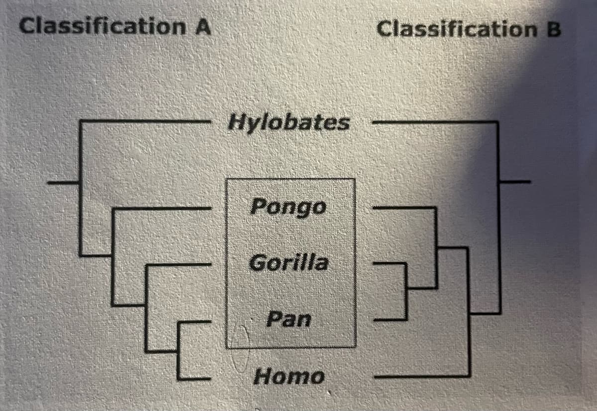 Classification A
Hylobates
Pongo
Gorilla
Pan
Homo
Classification B