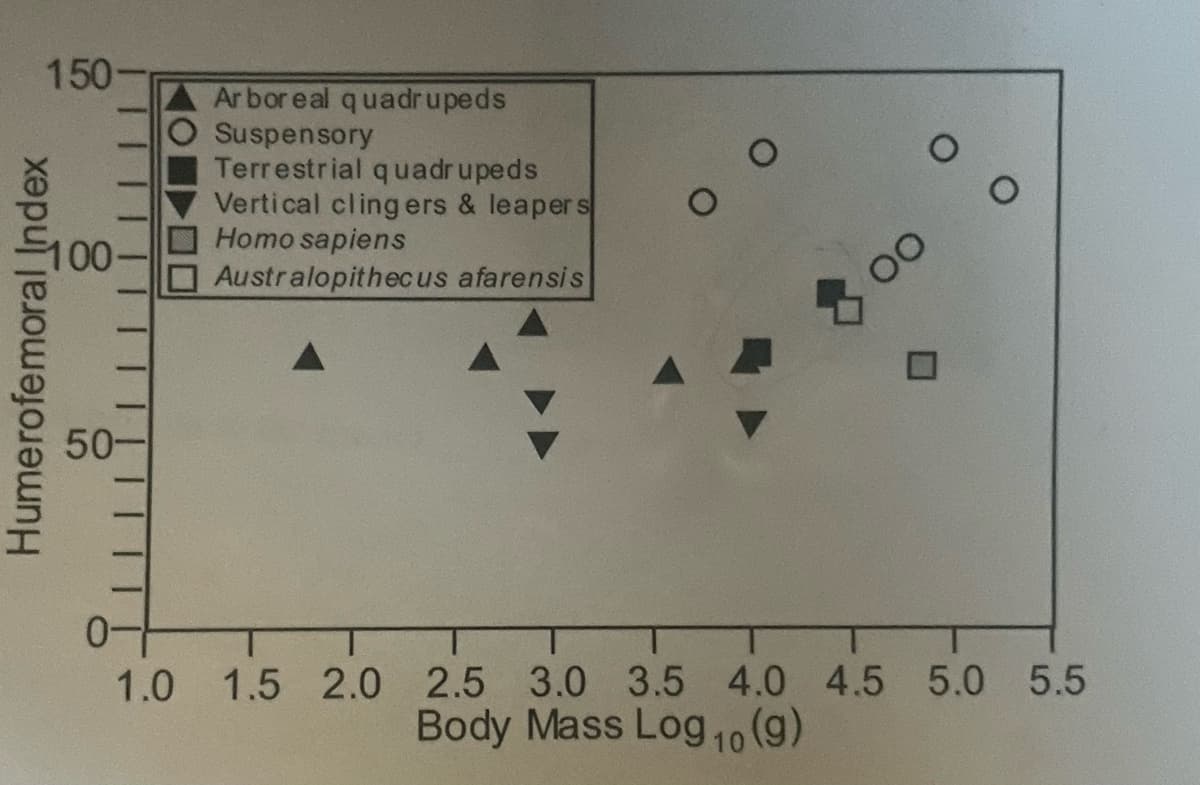 150
Humerofemoral_Index
50-
ロロー
Arboreal quadrupeds
Suspensory
Terrestrial quadrupeds
Vertical clingers & leapers
Homo sapiens
Australopithecus afarensis
00
OO
0-
1.0 1.5 2.0 2.5 3.0 3.5 4.0 4.5 5.0 5.5
Body Mass Log 10 (9)