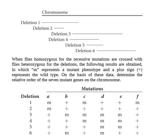 Chromosome
Deletion 1
Deletion 2
Deletion 3
Deletion 4
Deletion 5
Deletion 6
When flies homozygous for the recessive mutations are crossed with
flies heterozygous for the deletions, the following results are obtained,
in which "m" represents a mutant phenotype and a plus sign (+)
represents the wild type. On the basis of these data, determine the
relative order of the seven mutant genes on the chromosome.
Mutations
Deletion
a
m
3
m
4
6.
m
SE + + + + +
* + + E EE +
+ + E E E E
s + + E + + E
+ + +
