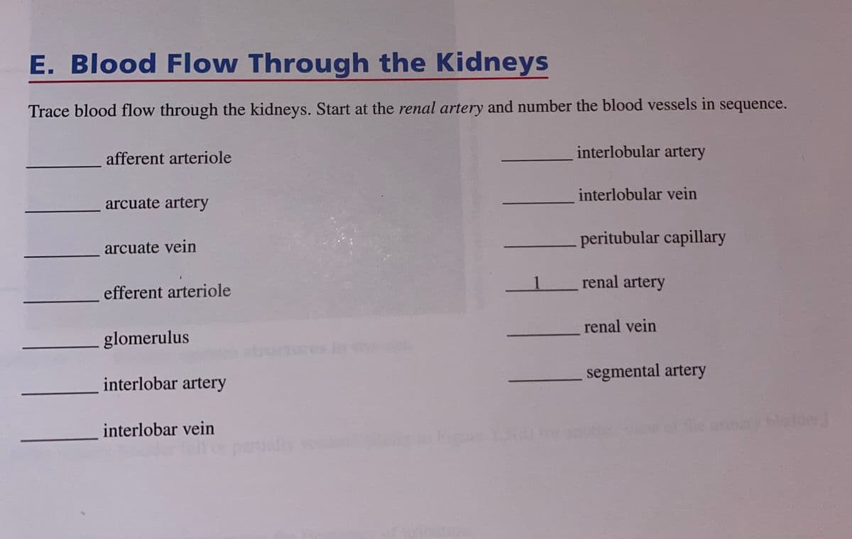 E. Blood Flow Through the Kidneys
Trace blood flow through the kidneys. Start at the renal artery and number the blood vessels in sequence.
afferent arteriole
arcuate artery
arcuate vein
efferent arteriole
glomerulus
interlobar artery
interlobar vein
interlobular artery
interlobular vein
peritubular capillary
renal artery
renal vein
segmental artery