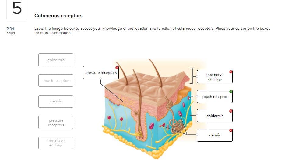 Cutaneous receptors
Label the Image below to assess your knowledge of the location and function of cutaneous receptors. Place your cursor on the boxes
for more Information.
2.94
points
epidermis
pressure receptors
free nerve
touch receptor
endings
touch receptor
dermis
epidermis
pressure
receptors
dermis
free nerve
endings
