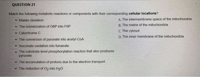 QUESTION 21
Match the following metabolic reactions or components with their corresponding cellular locations?
✓Malate oxidation
✓ The isomerization of G6P into F6P
✓ Cytochrome C
✓ The conversion of pyruvate into acetyl-CoA
Succinate oxidation into fumarate.
The substrate-level phosphorylation reaction that also produces
pyruvate
✓ The accumulation of protons due to the electron transport
✓ The reduction of O2 into H₂0
A. The intermembrane space of the mitochondria
B. The matrix of the mitochondria
C. The cytosol
D. The inner membrane of the mitochondria