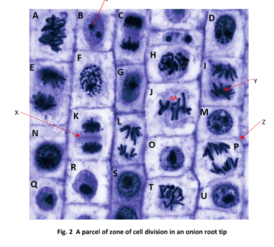A
F
E
G
Y
X
K
z.
N
R
S
Q
Fig. 2 A parcel of zone of cell division in an onion root tip
