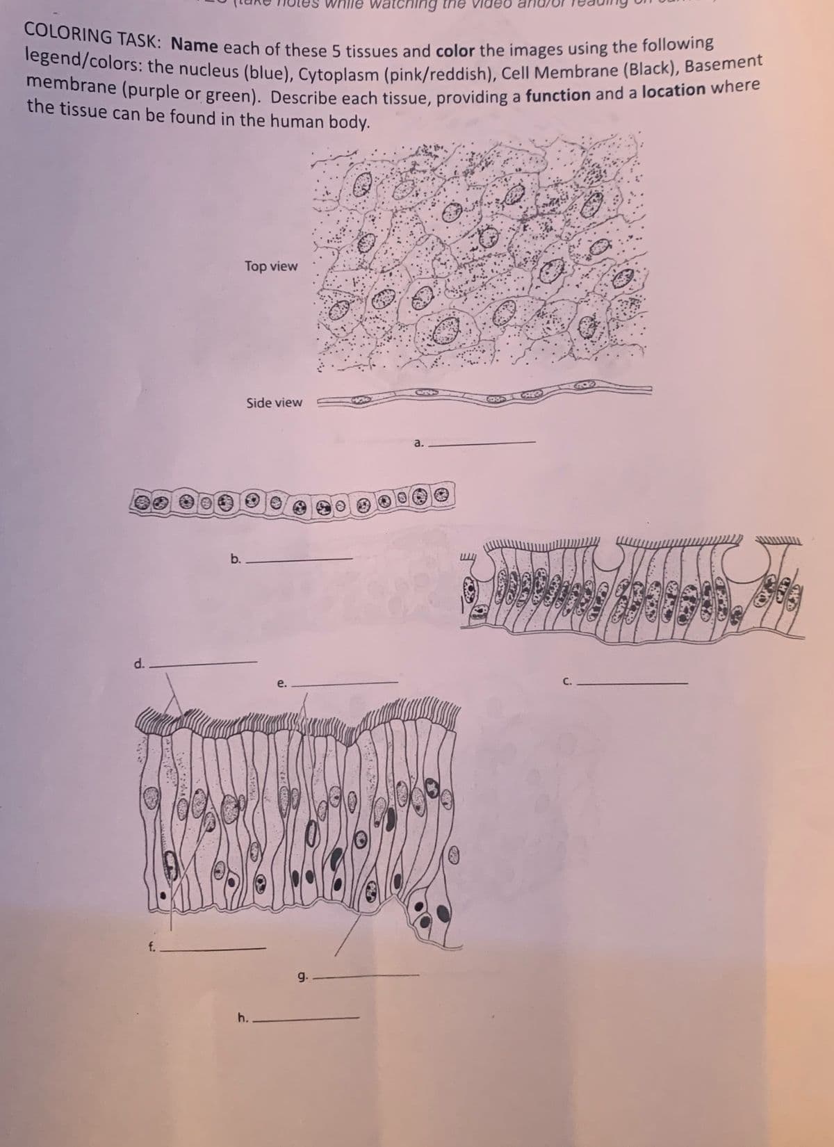 COLORING TASK: Name each of these 5 tissues and color the images using the following
legend/colors: the nucleus (blue), Cytoplasm (pink/reddish), Cell Membrane (Black), Basement
membrane (purple or green). Describe each tissue, providing a function and a location where
the tissue can be found in the human body.
d.
f.
Lek
b.
Top view
Side view
3
e.
h.
to
watching the
(4)
9.
a.
20
19
:0
D
(28433
OU
C.
C
CHA
TALB